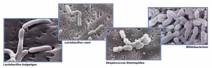 probitic bacterias
